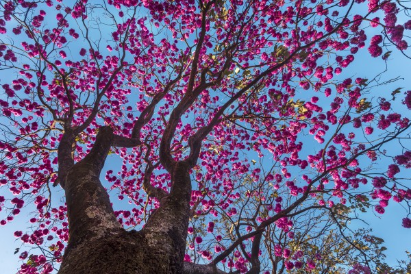 Joy of Life - 02 by Augusto Miranda