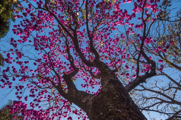 Joy of Life - 03 by Augusto Miranda