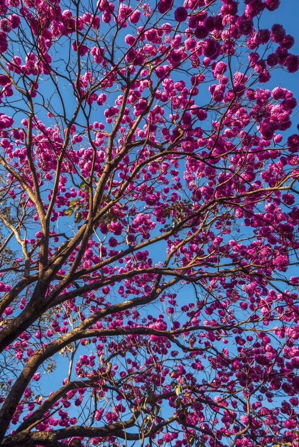 Joy of Life - 04 by Augusto Miranda