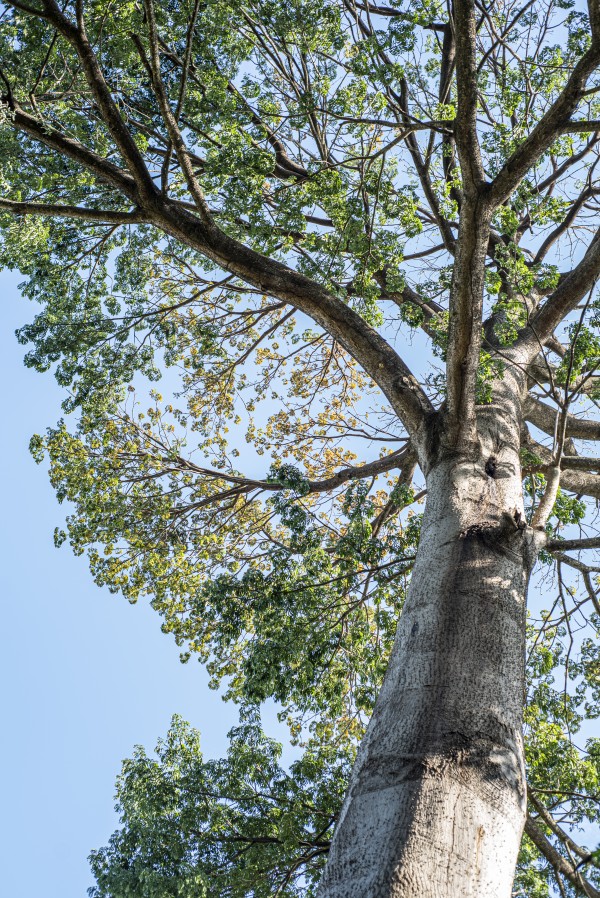 Princess of the Forest - 01 by Augusto Miranda