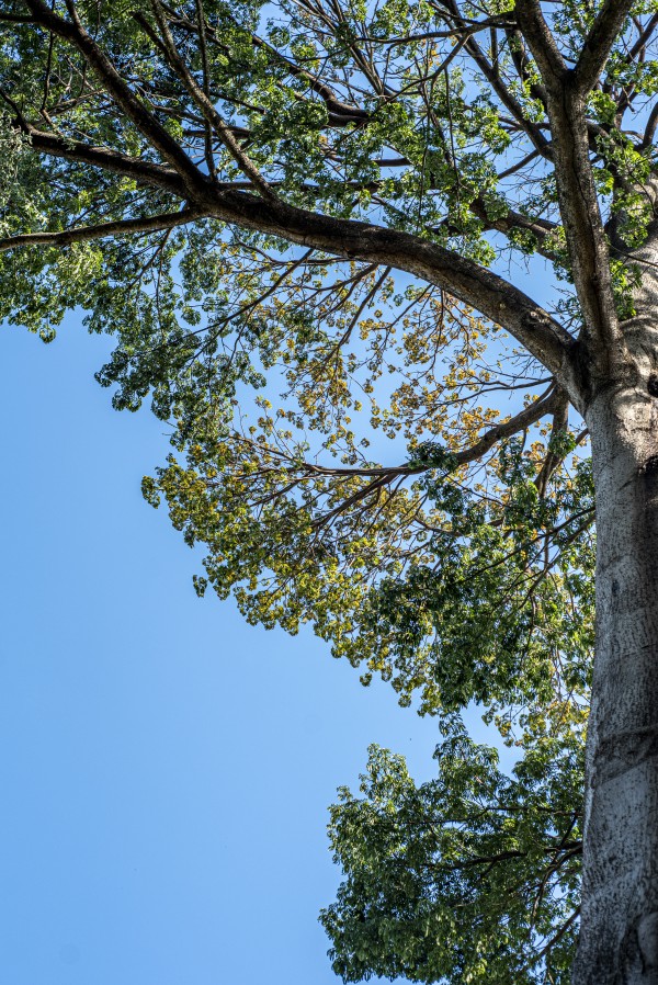 Princess of the Forest - 02 by Augusto Miranda