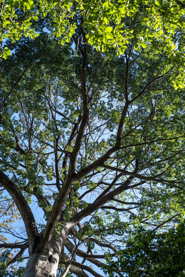 Princess of the Forest - 03 by Augusto Miranda