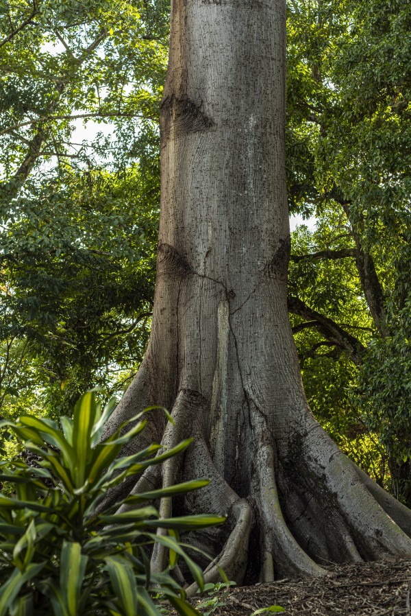Princess of the Forest - 04 by Augusto Miranda