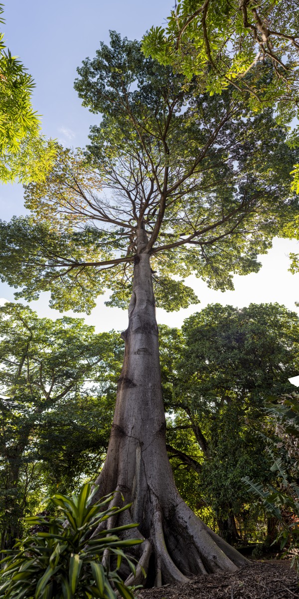 Princess of the Forest - Full by Augusto Miranda