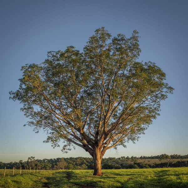 Blessing Tree by Augusto Miranda