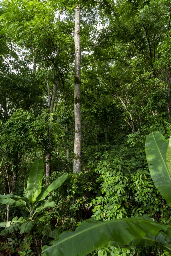 Green woods 01 by Augusto Miranda