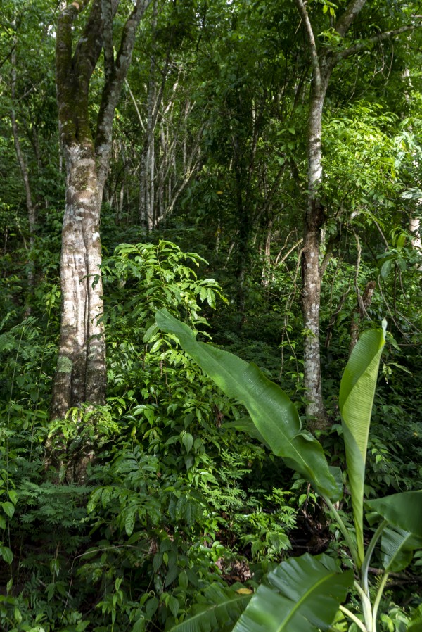 Green woods 02 by Augusto Miranda