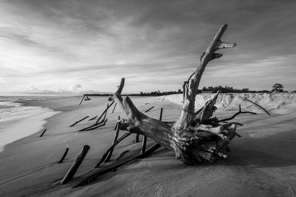 Dead tree by the sea by Augusto Miranda