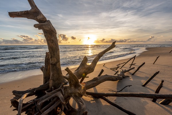 Dead tree by the sea and sunrise by Augusto Miranda