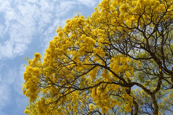 Golden Bloom - 01 by Augusto Miranda