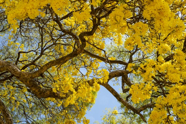 Golden Bloom - 02 by Augusto Miranda