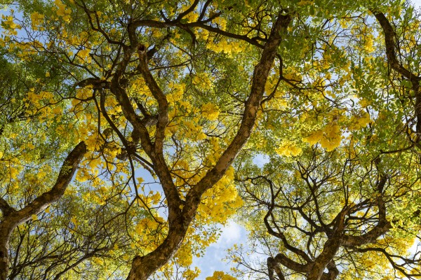 Golden Bloom - 03 by Augusto Miranda