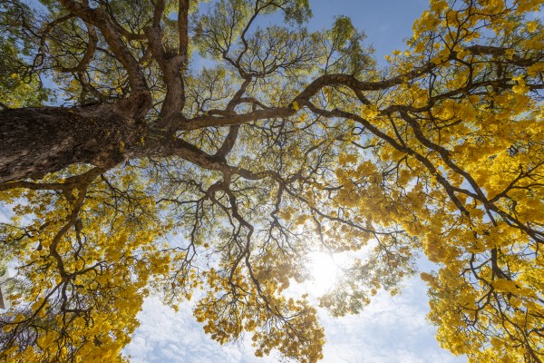 Golden Bloom - 04 by Augusto Miranda