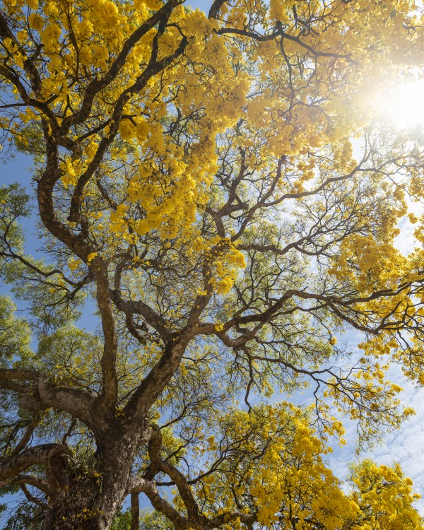 Golden Bloom - 05 by Augusto Miranda