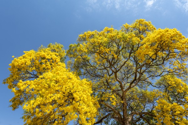 Golden Bloom - 01 by Augusto Miranda