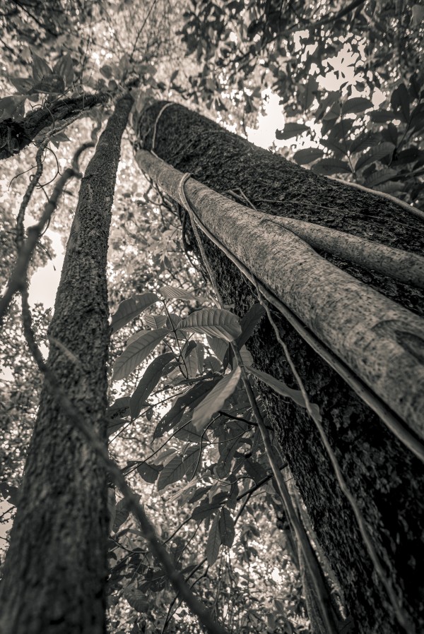 Apui black and white by Augusto Miranda