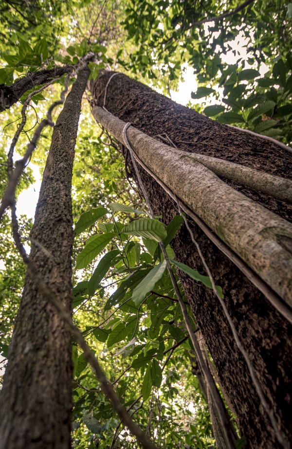 Apui color by Augusto Miranda