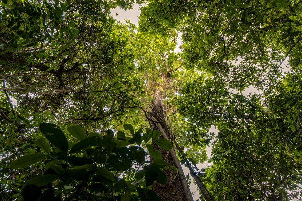 Looking up into the forest by Augusto Miranda