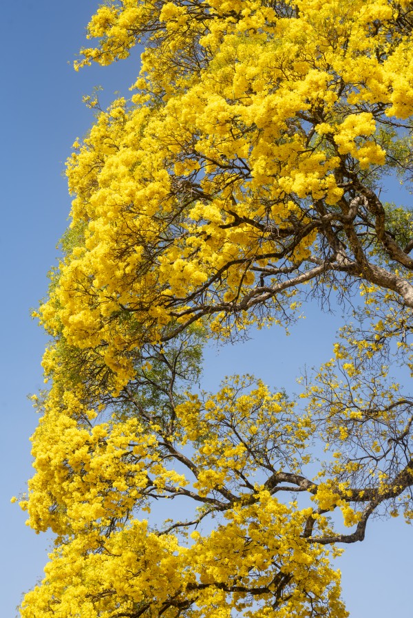 Golden Bloom - 06 by Augusto Miranda