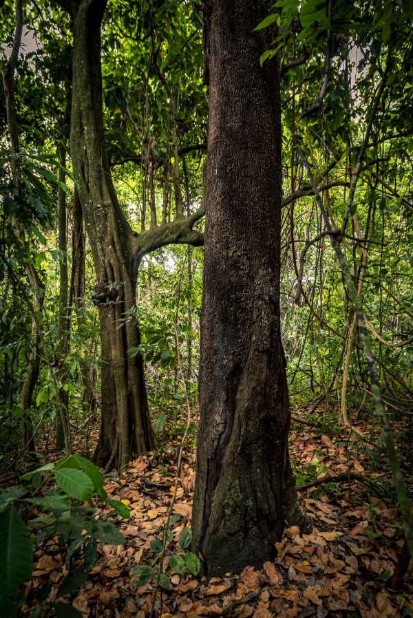 The copaiba tree by Augusto Miranda