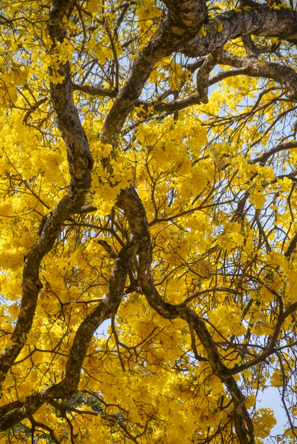 Golden Bloom - 07 by Augusto Miranda