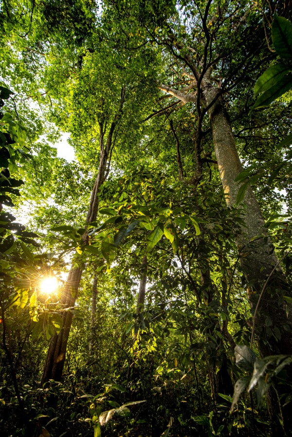 Sunlit jungle by Augusto Miranda