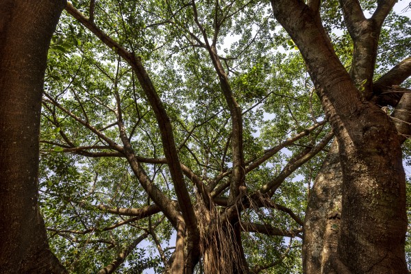 Giant fig tree - window by Augusto Miranda