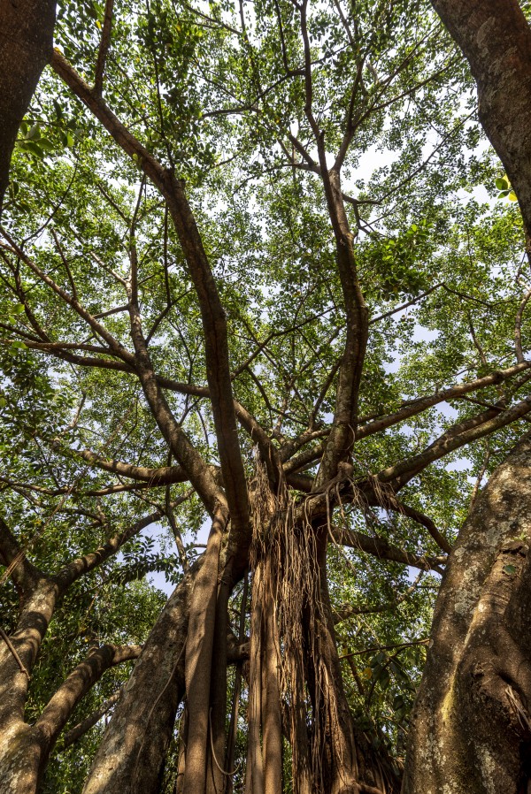 Giant fig tree - reach by Augusto Miranda