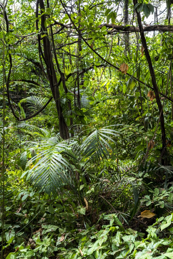 Diversity by Augusto Miranda