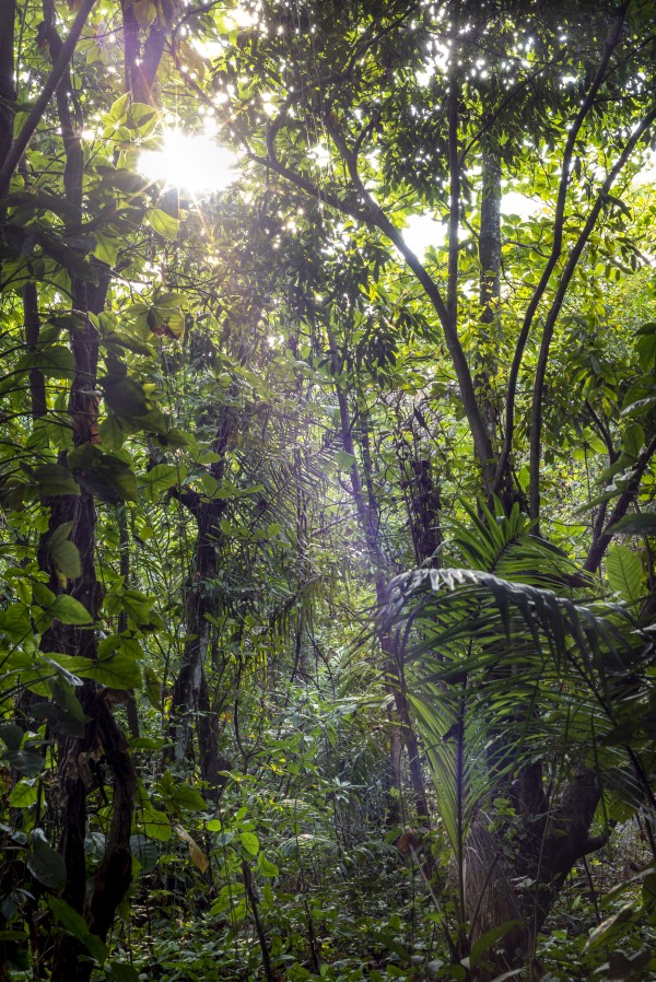 Sun rays shining by Augusto Miranda