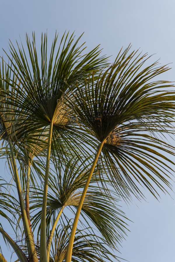 Buriti Palms 01 by Augusto Miranda