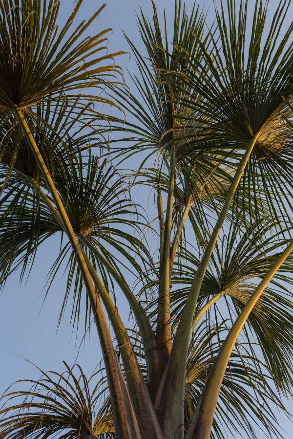 Buriti Palms 02 by Augusto Miranda