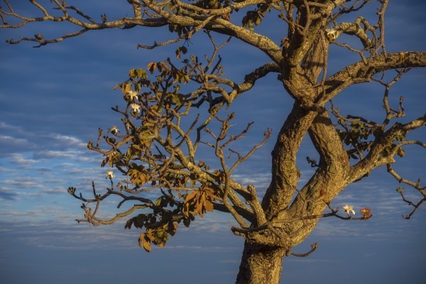 Renewal by Augusto Miranda