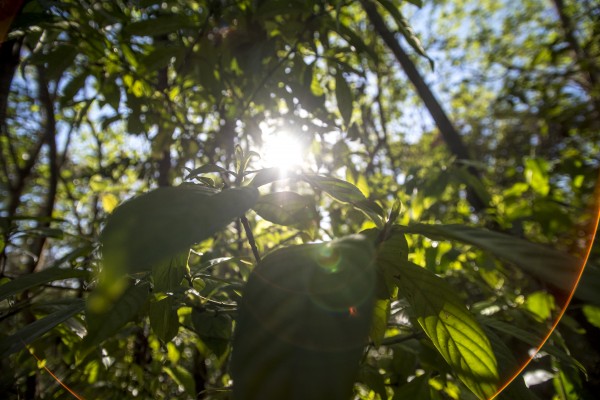 Queen by Augusto Miranda