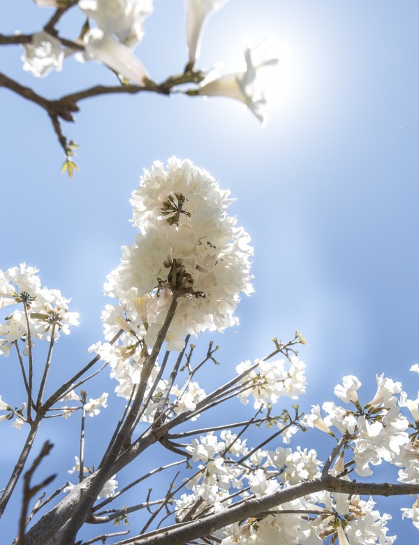 Bright white - glow by Augusto Miranda
