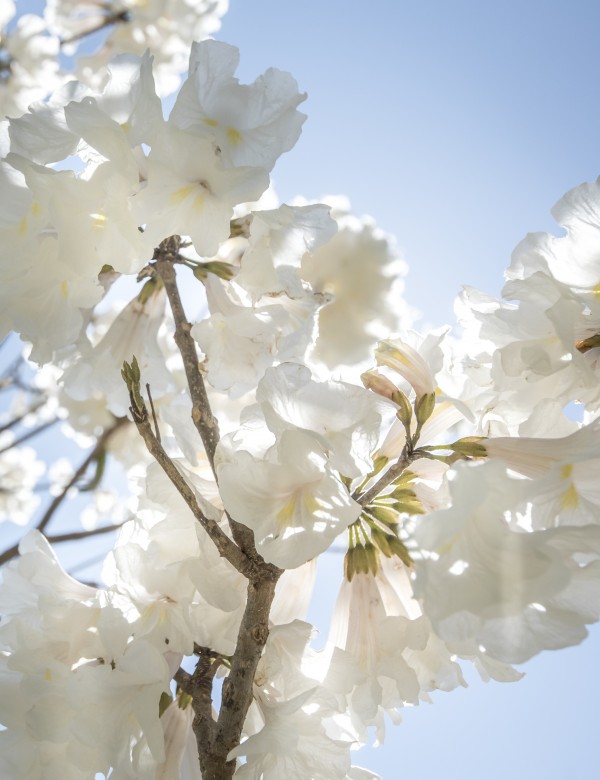 Bright white - detail by Augusto Miranda