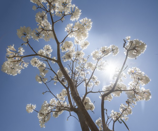 Bright white - open by Augusto Miranda