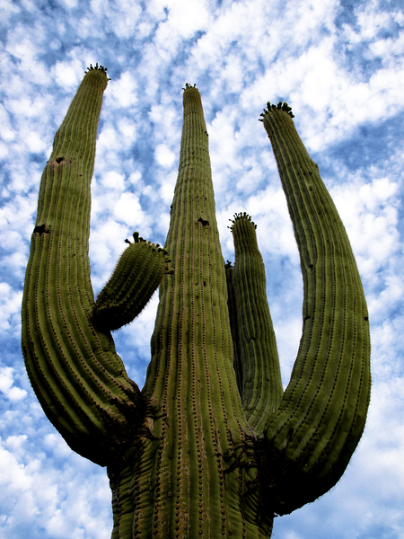 Reaching For The Sky Print