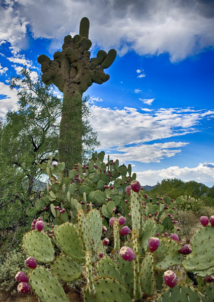 Prickly Pear & Saguaro by Charnesky Photography