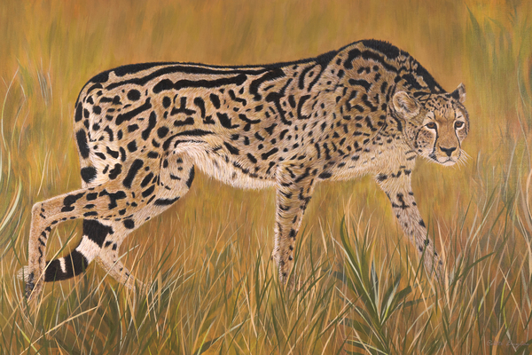 Prowler by Colette Douglas