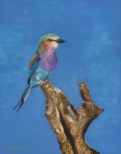 A Birds eye view by Colette Douglas