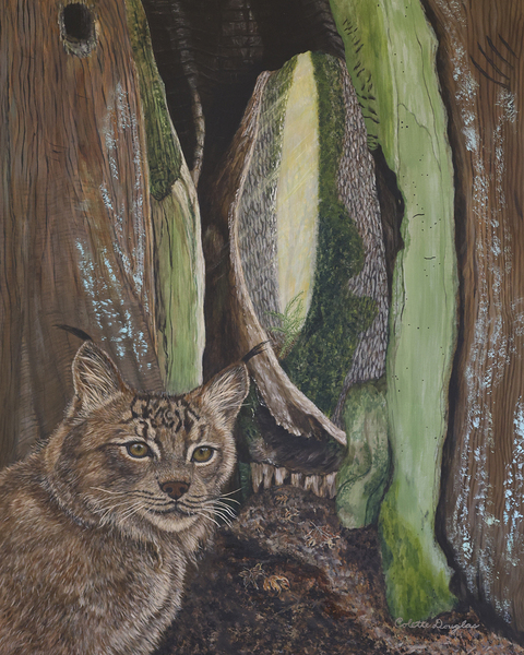 The Curious by Colette Douglas