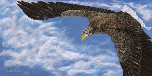 Updraft by Colette Douglas