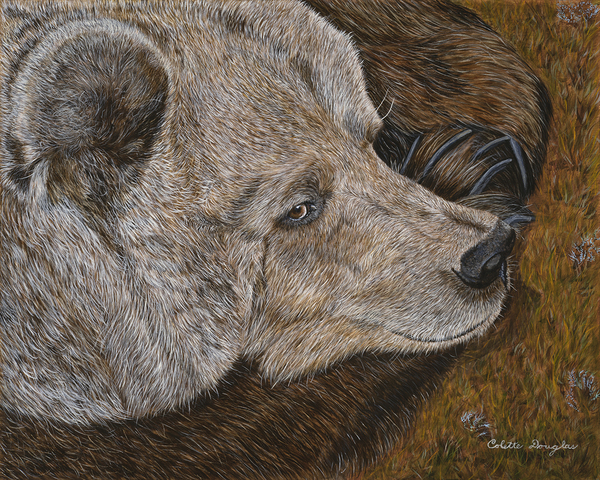 Half Awake by Colette Douglas