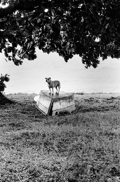 Dog on a Boat by Eddie Ferr