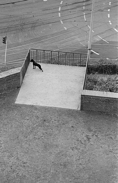 That Dog Won t Hunt by Eddie Ferr