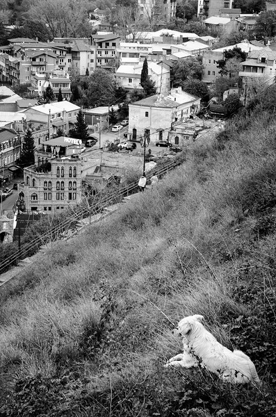 Dog Contemplating by Eddie Ferr