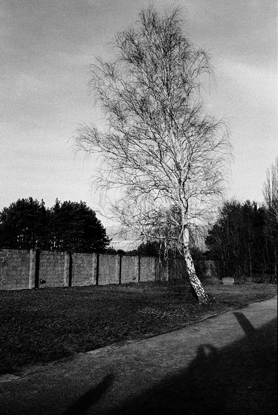 Tree II by Eddie Ferr