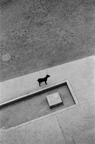 That Dog Still Won t Hunt by Eddie Ferr