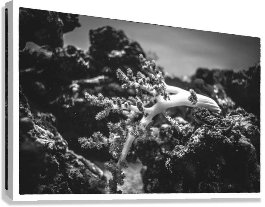 Underwater Canvas Print